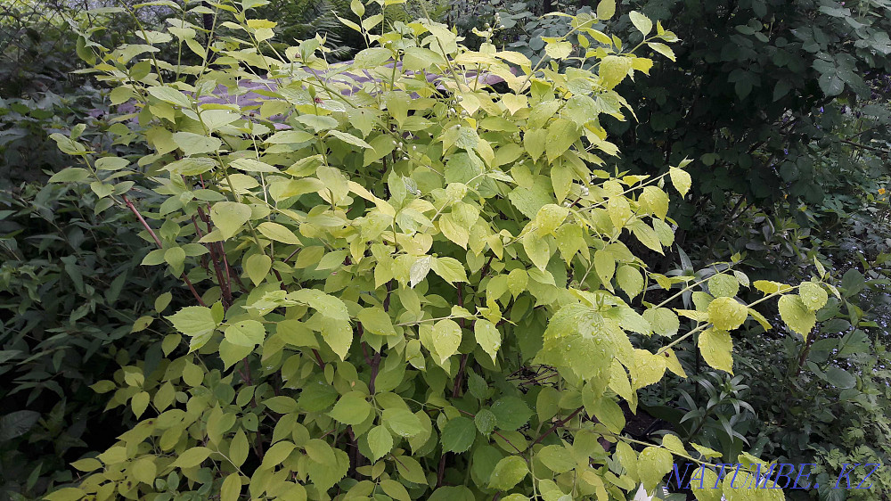 Срочно продам садовые растения. Недорого. Алматы - изображение 5