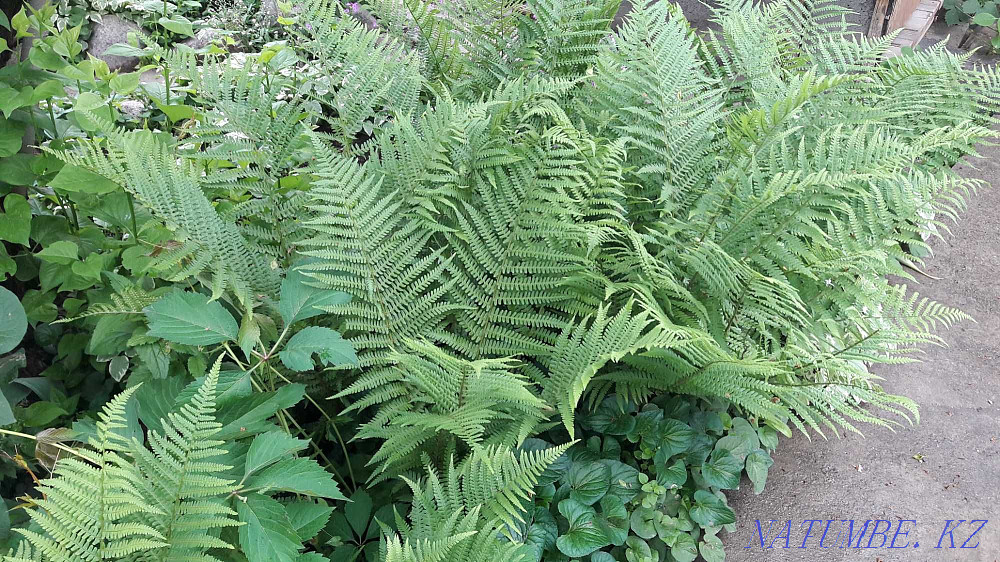 Срочно продам садовые растения. Недорого. Алматы - изображение 6