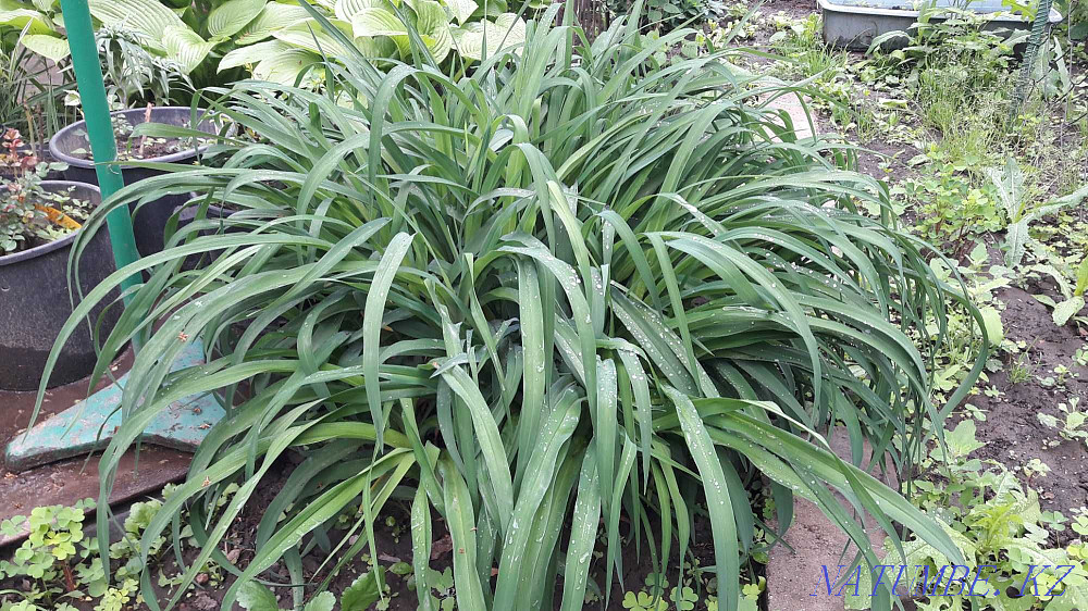 Срочно продам садовые растения. Недорого. Алматы - изображение 8