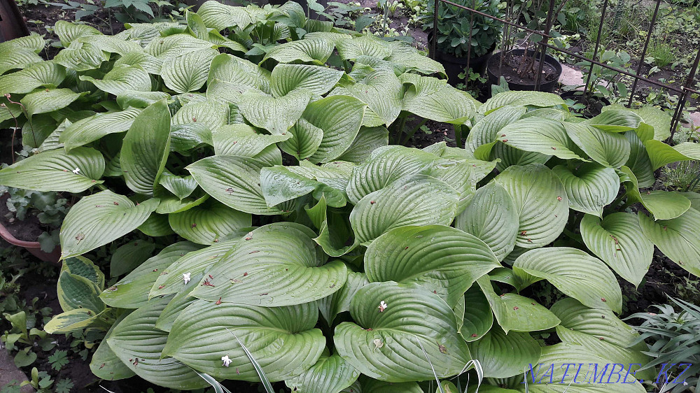 Срочно продам садовые растения. Недорого. Алматы - изображение 7