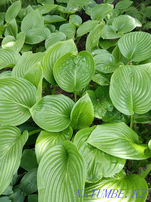 Хосты садовые растения Алматы - изображение 7