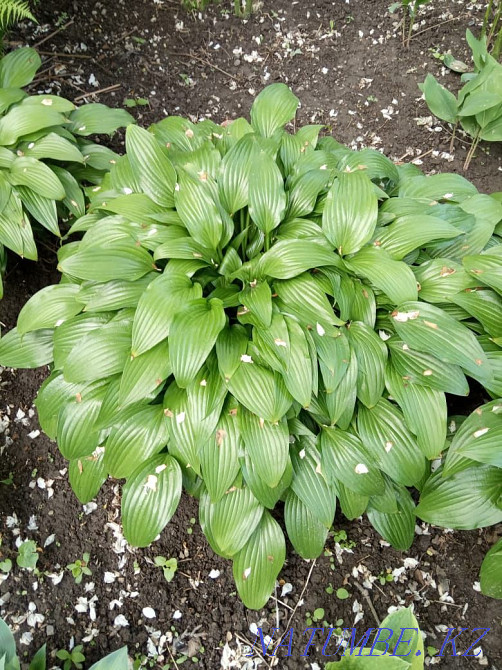 Хосты садовые растения Алматы - изображение 1