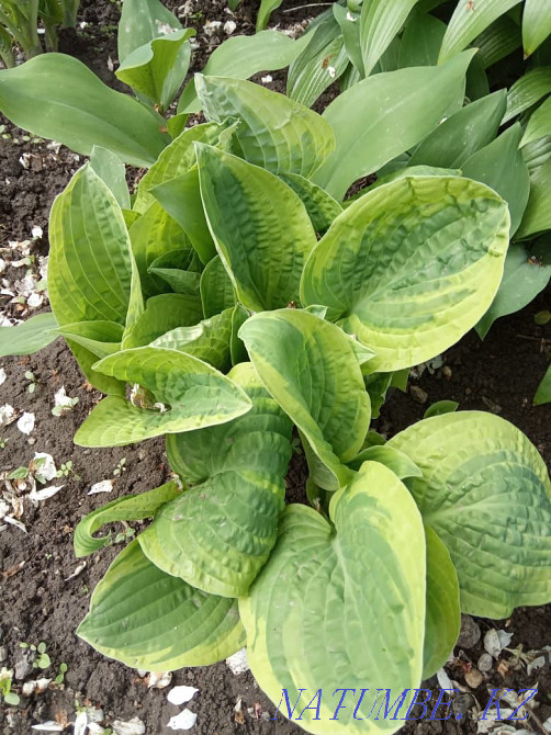 Хосты садовые растения Алматы - изображение 3