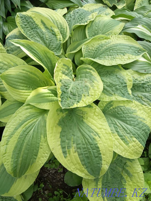 Хосты садовые растения Алматы - изображение 4