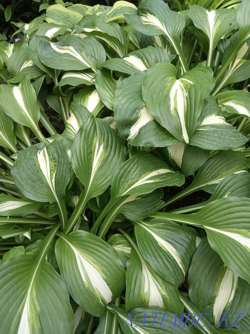 Хосты садовые растения Алматы - изображение 5