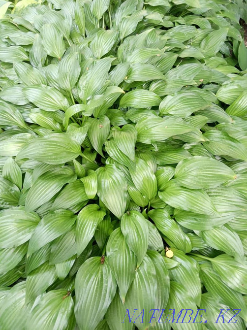 Хосты садовые растения Алматы - изображение 6