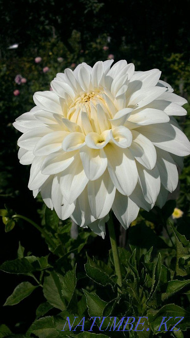 garden perennials Temirtau - photo 4