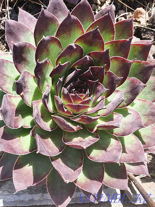 Каменные розы, садовые растения Алматы - изображение 5