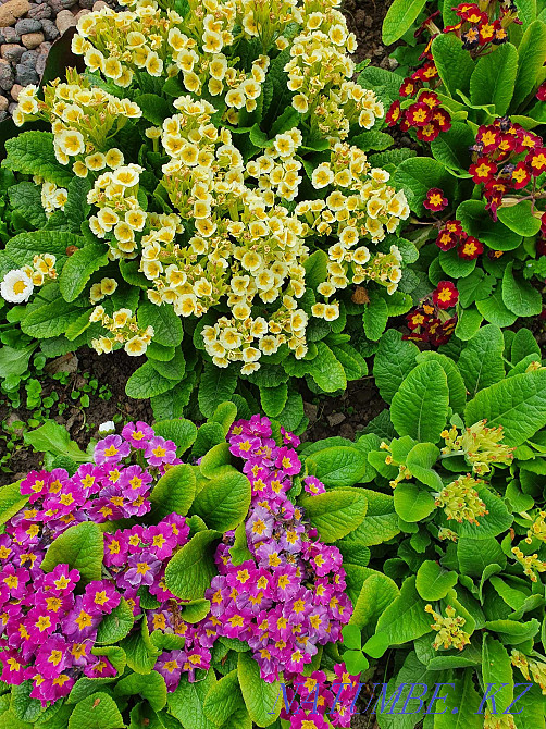 Каменные розы, садовые растения Алматы - изображение 3