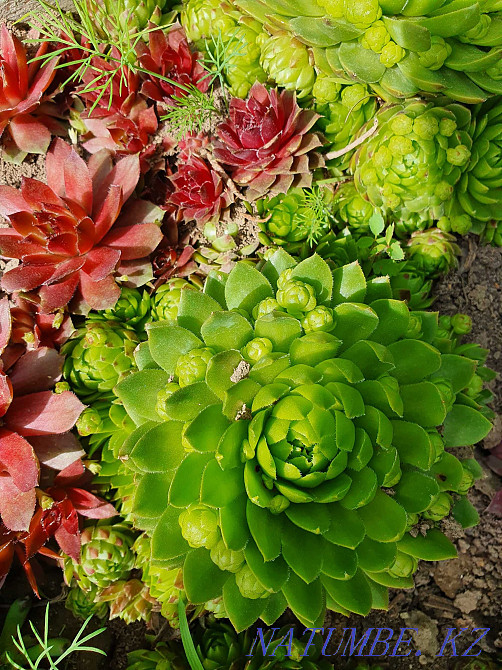 Каменные розы, садовые растения Алматы - изображение 1