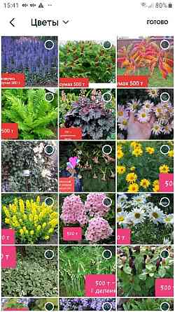 Продаю много разных многолетних садовых растений Алматы