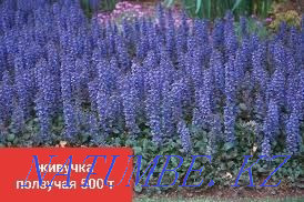 I sell many different perennial garden plants Almaty - photo 3