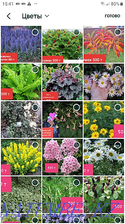 Продаю много разных многолетних садовых растений Алматы - изображение 1