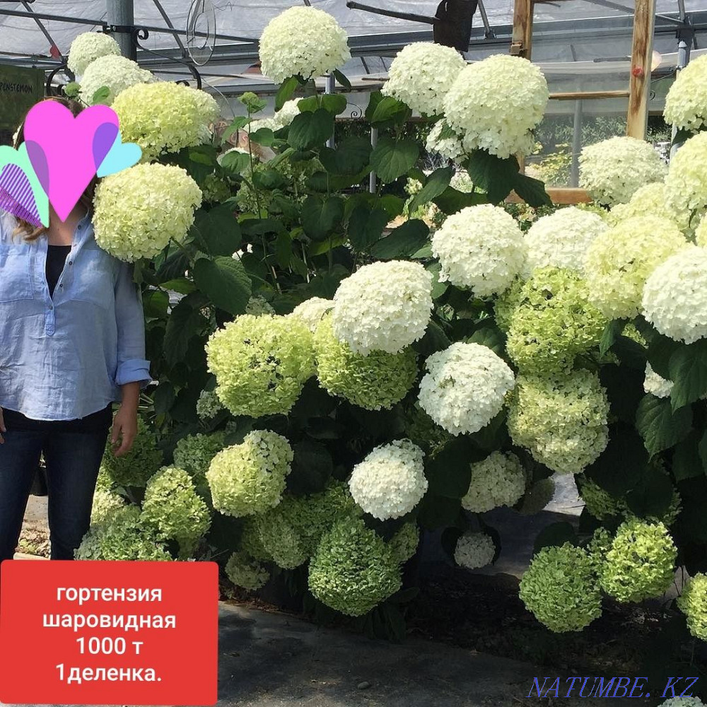 Продаю много разных многолетних садовых растений Алматы - изображение 2