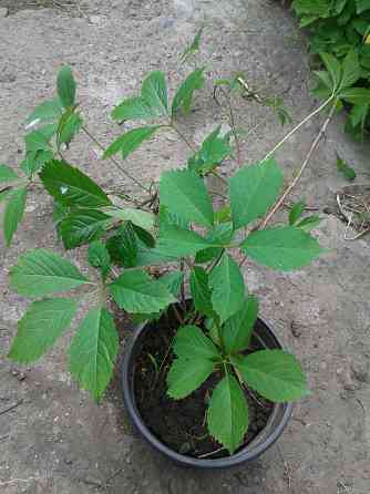 Продам садовое растение лиану -девичий виноград Алматы