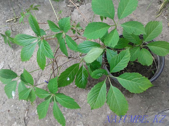 I will sell a garden plant a liana - parthenocissus Almaty - photo 3