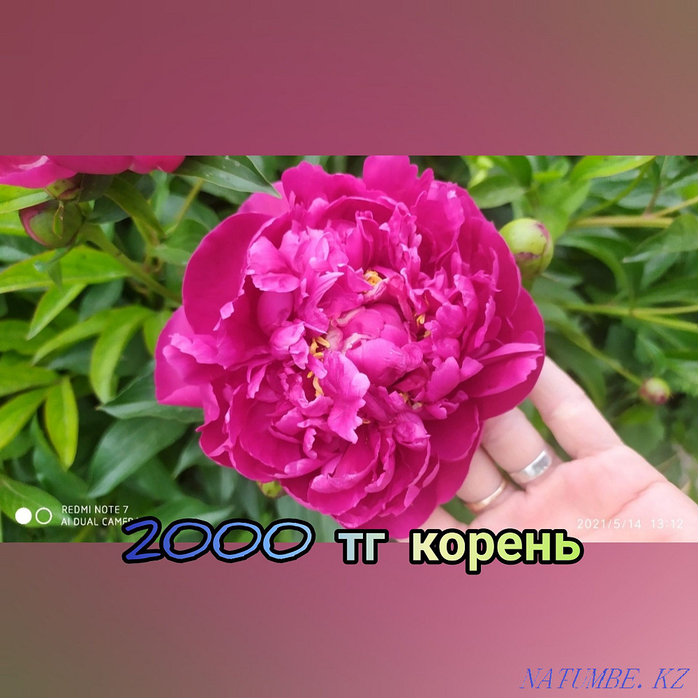 garden plants  - photo 2