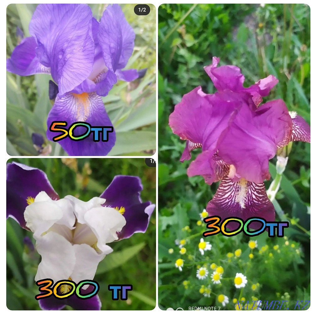 garden plants  - photo 4