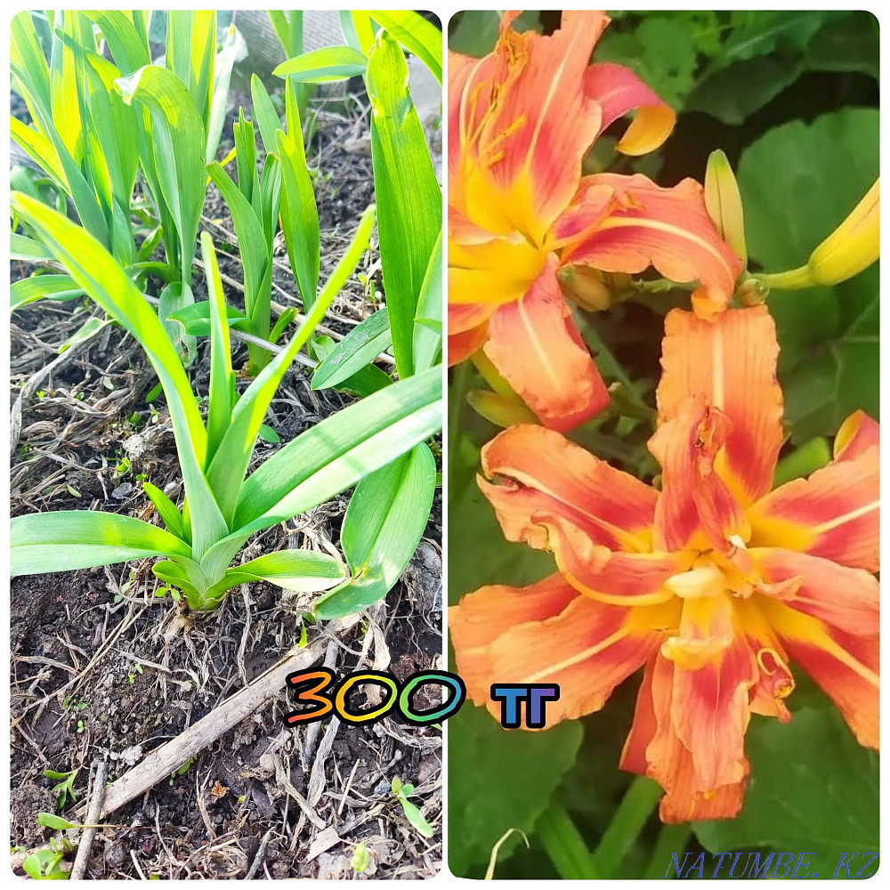 garden plants  - photo 5