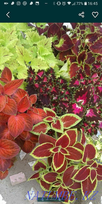Garden plants for spring planting. Taraz - photo 6