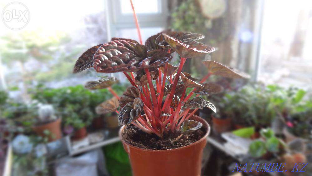 Garden plants for spring planting. Taraz - photo 3