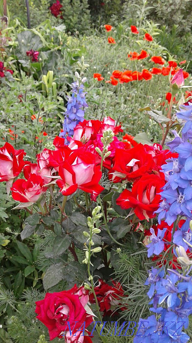 Garden plants for spring planting. Taraz - photo 7
