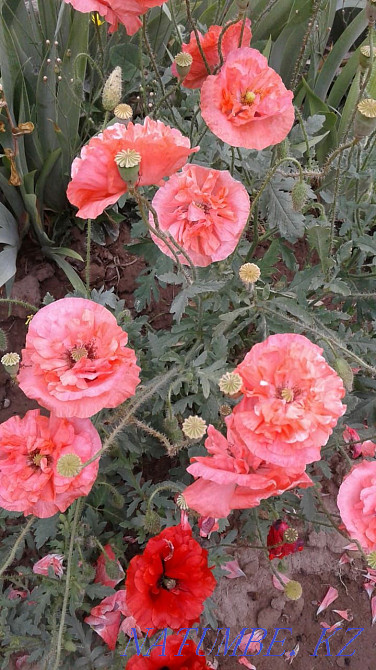 Garden plants for spring planting. Taraz - photo 8