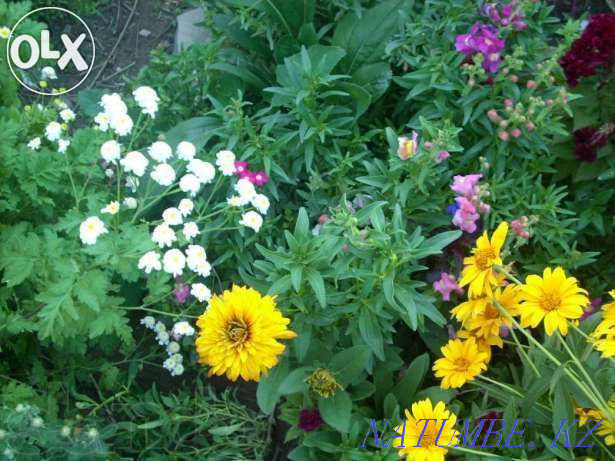 Garden plants for spring planting. Taraz - photo 2