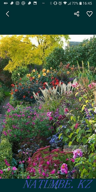Garden plants for spring planting. Taraz - photo 1