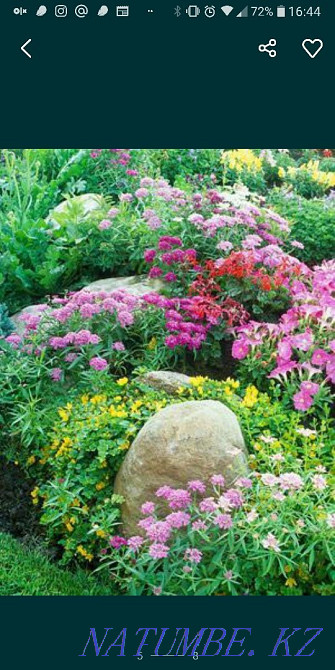 Garden plants for spring planting. Taraz - photo 4