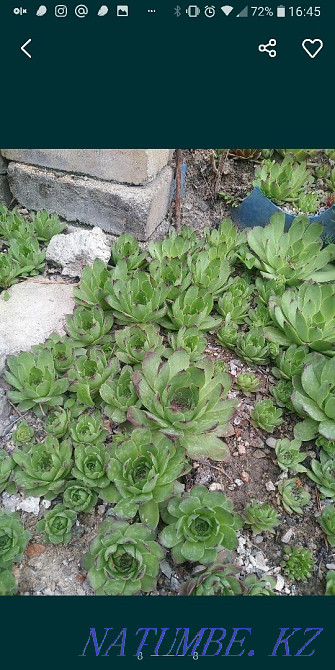 Garden plants for spring planting. Taraz - photo 5