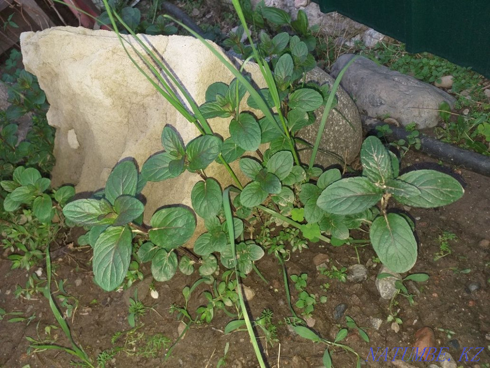 Садовые растения. Алматы - изображение 1