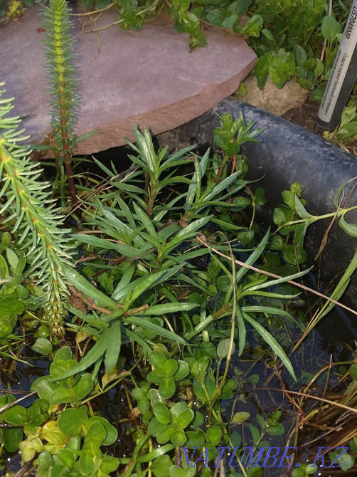 Садовые растения. Алматы - изображение 4
