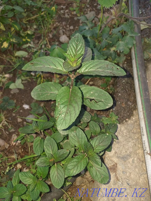 Садовые растения. Алматы - изображение 2