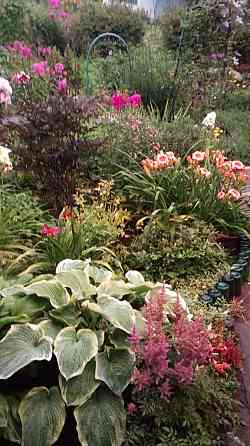 Саженцы многолетних растений, декоративные кустарники, редкие садовые  Өскемен