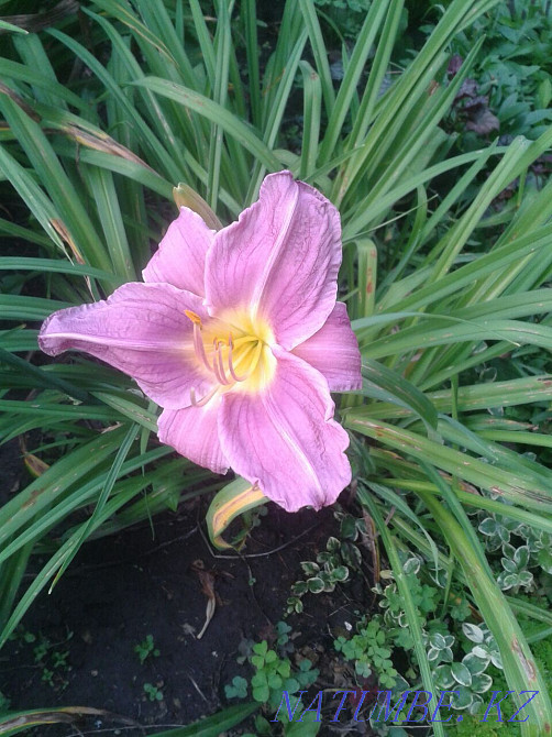 Саженцы многолетних растений, декоративные кустарники, редкие садовые Усть-Каменогорск - изображение 7