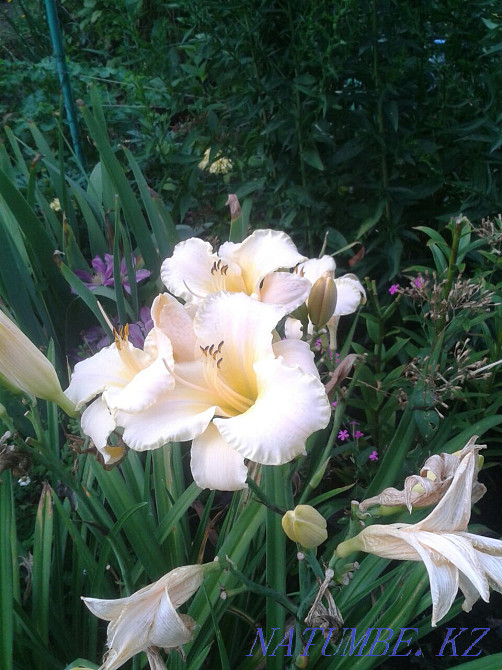 Саженцы многолетних растений, декоративные кустарники, редкие садовые Усть-Каменогорск - изображение 8