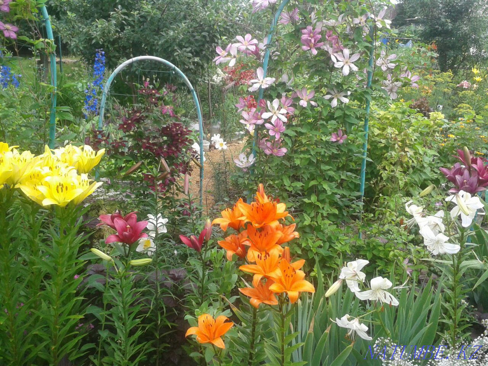 Саженцы многолетних растений, декоративные кустарники, редкие садовые Усть-Каменогорск - изображение 1