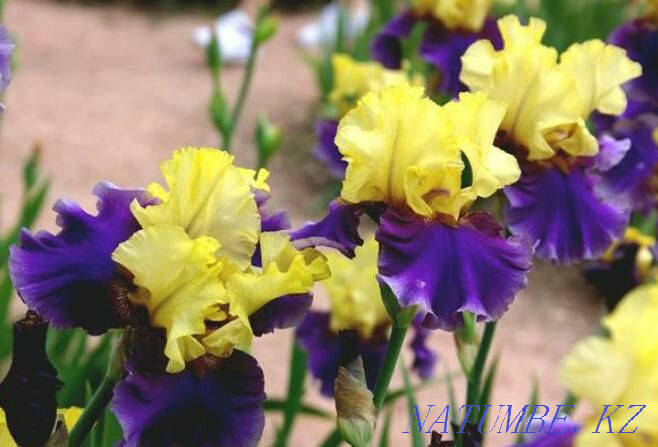 Iris garden plant & There is a delivery Almaty - photo 2
