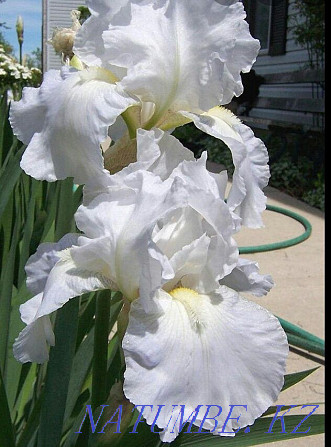 Iris garden plant & There is a delivery Almaty - photo 1