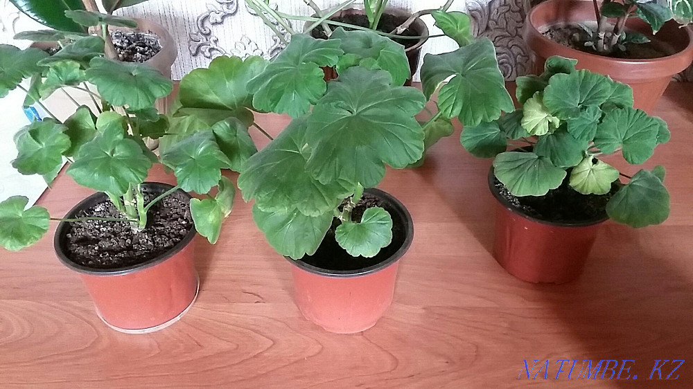 Ирис бақша зауыты & AMP; Жеткізу бар  Алматы - изображение 5