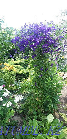 Garden plants from your garden. Karagandy - photo 1