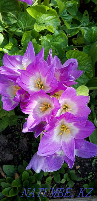 Садовые растения из своего сада. Караганда - изображение 4