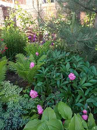 Садовые цветы, разные многолетние декоротивные растения, хвойные Qaskeleng