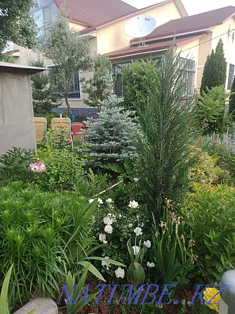 Садовые цветы, разные многолетние декоротивные растения, хвойные Каскелен - изображение 7