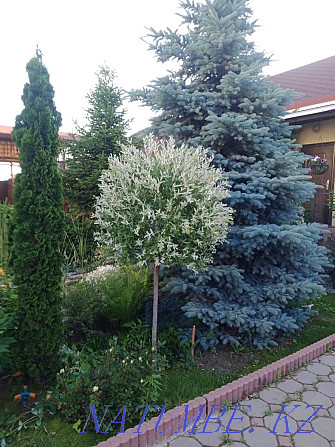 Садовые цветы, разные многолетние декоротивные растения, хвойные Каскелен - изображение 6