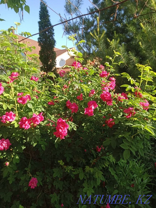 Бақша гүлдері, әр түрлі көпжылдық сәндік өсімдіктер, қылқан жапырақтылар  Қаскелең  - изображение 1