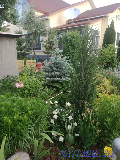 Бақша гүлдері, әр түрлі көпжылдық сәндік өсімдіктер, қылқан жапырақтылар  Қаскелең  - изображение 7
