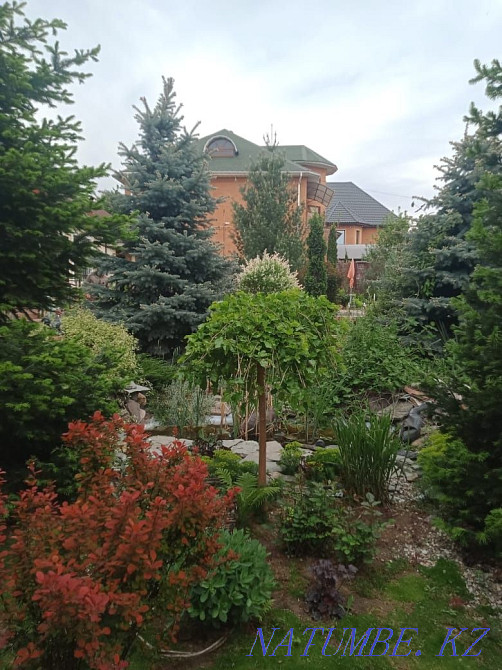 Бақша гүлдері, әр түрлі көпжылдық сәндік өсімдіктер, қылқан жапырақтылар  Қаскелең  - изображение 4