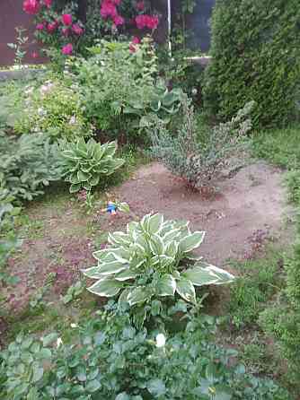Садовые растения, многолетние цветы, хвойные, прудовые и многое другое Qaskeleng